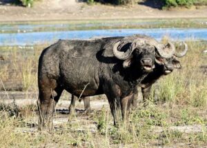 bufalos - habitat de los bufalos