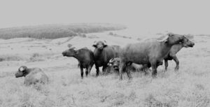 bufalos - habitat de los bufalos