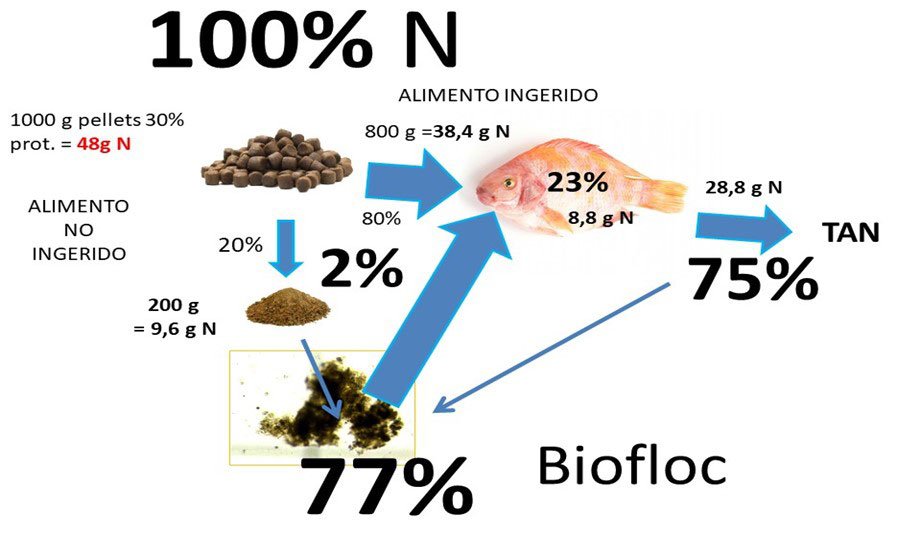 Flujo de nitrógeno en sistema bio-floc.