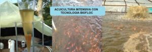 Biofloc - sistema biofloc