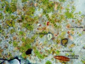 Biofloc - sistema biofloc