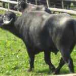 búfalos - tipos de búfalos