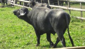 búfalos - tipos de búfalos