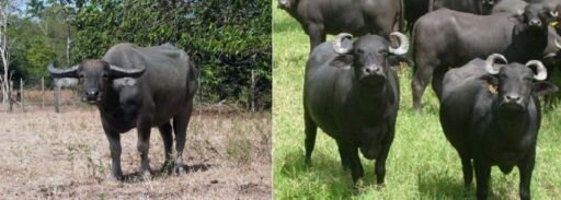 búfalo salvaje y búfalo doméstico.