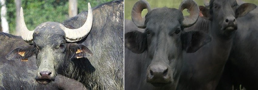búfalo mediterraneo y búfalo de agua