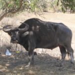 búfalos - tipos de búfalos