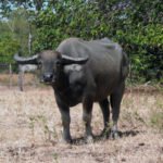 búfalos - razas de búfalos