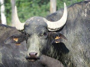 búfalos - razas de búfalos