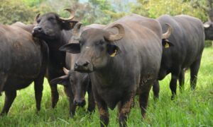 búfalos - tipos de búfalos