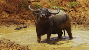 búfalos - tipos de búfalos