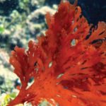 macroalgas rojas - macroalgas marinas