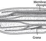 macroalgas - macroalgas características