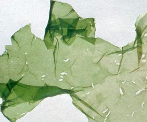 alga verde sin forma con crecimiento en diferentes lados