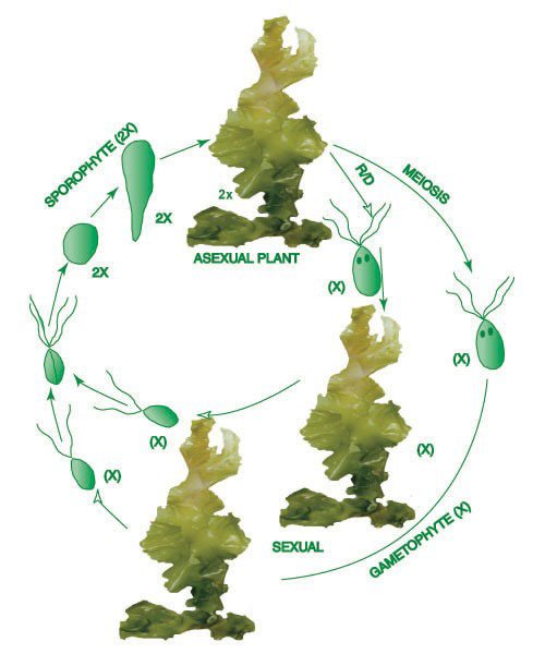 diagrama de la alternancia en la reproducción de algas