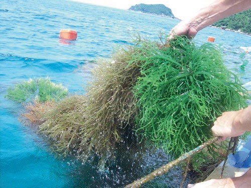 persona sacando algas del mar