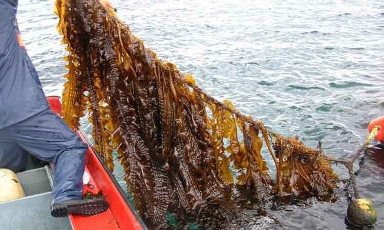 persona sacando de mar cuerda con algas pardas largas