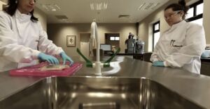 Micotoxinas - micotoxinas en alimentos