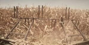 Micotoxinas - micotoxinas del maíz