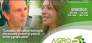 Cannabis, un cultivo milenario con enorme potencial para el sector agropecuario.