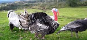 Cría de pavos en 2 minutos