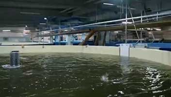 acuicultura - sistema de recirculación de agua en acuicultura