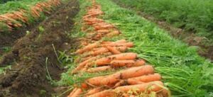 Cultivo de zanahoria: pasos, proceso, plagas e importancia