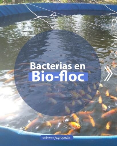 peces naranjas nadando en superficie de estanque con tecnología biofloc