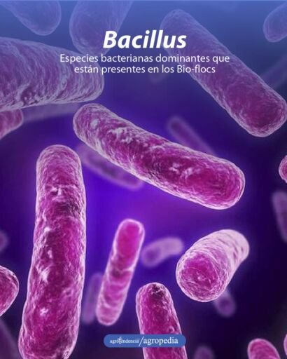 bacteria bacillus tecnología biofloc