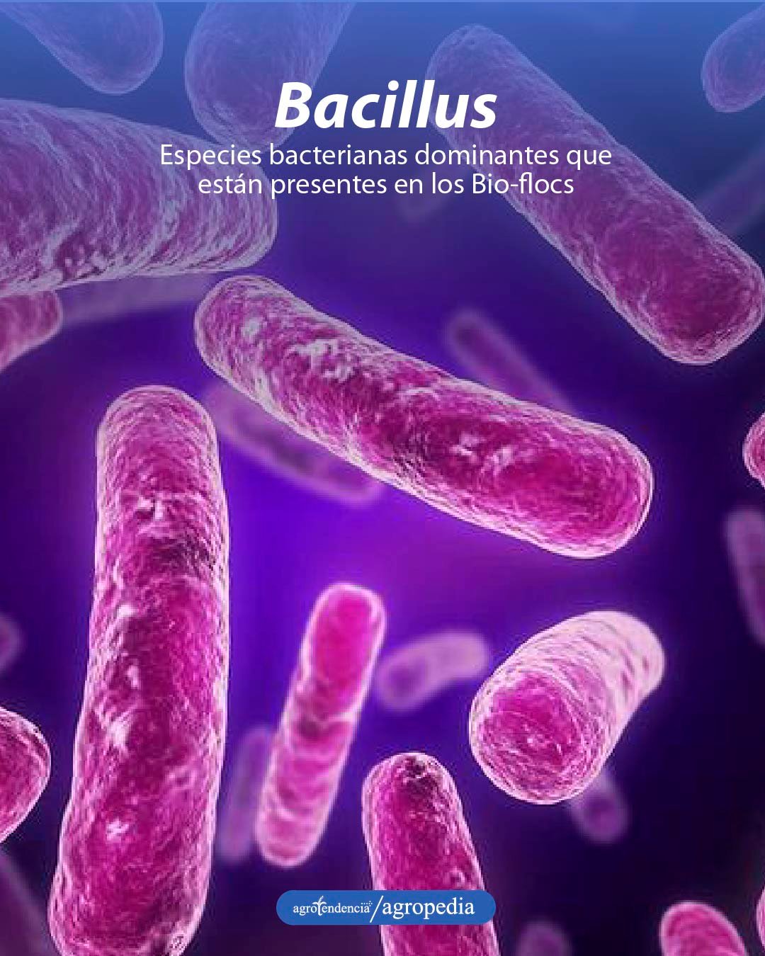 bacteria bacillus tecnología biofloc