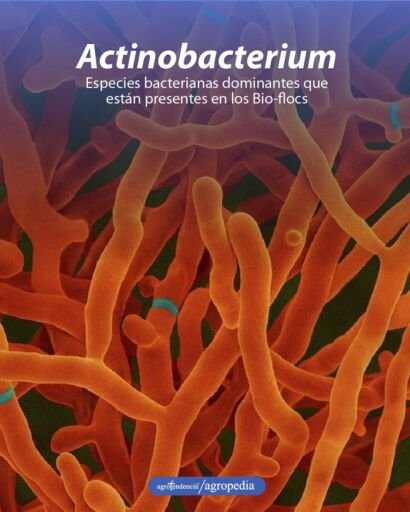 bacterias actinobacterium usadas en tecnología biofloc