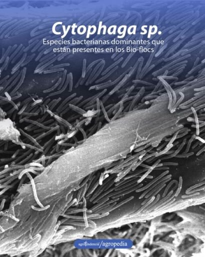 bacterias cytophaga usadas en tecnología biofloc