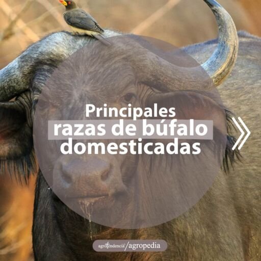 un búfalo con un ave en su cabeza