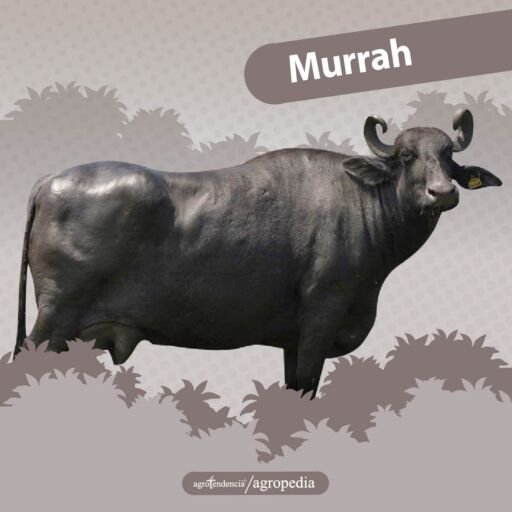 Búfalo de la raza murrah