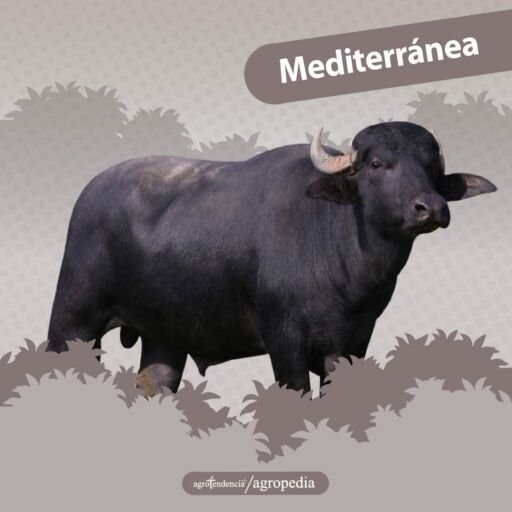 búfalo raza mediterránea