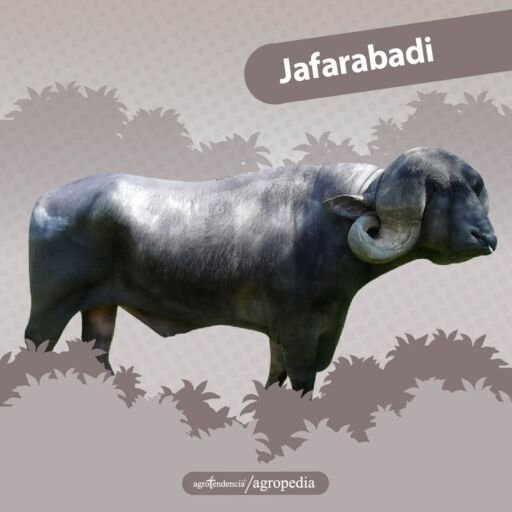 búfalo raza jafarabadi