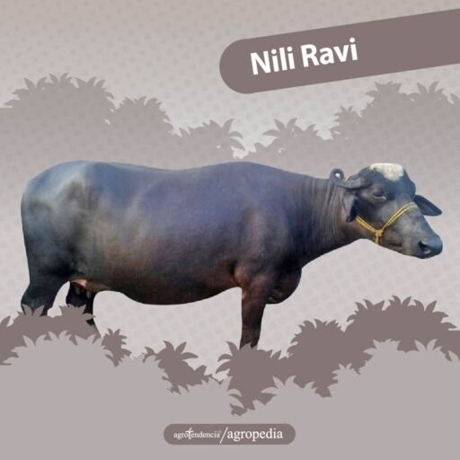 búfala raza nili ravi