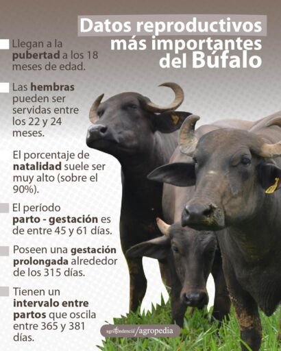 tres búfalas