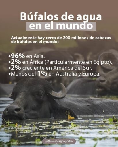 búfalos en el agua