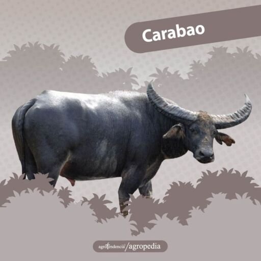 búfalo raza carabao