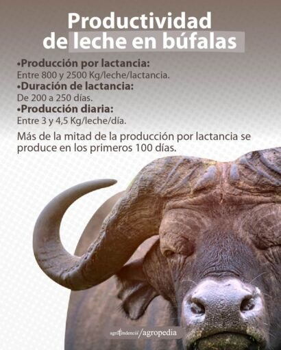 cabeza de búfalo