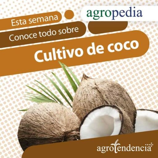 Dos cocos y un coco partido
