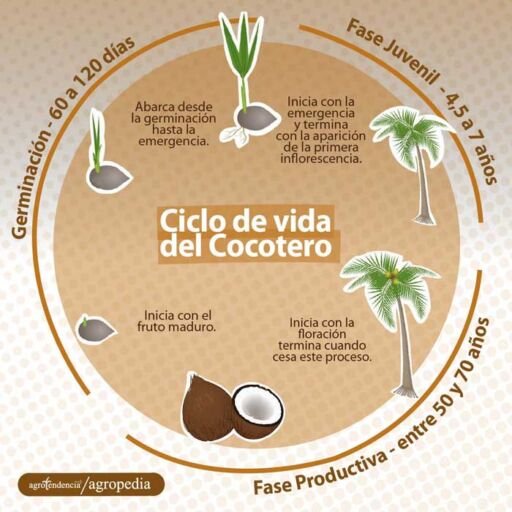 dibujo de las fases de vida del cocotero