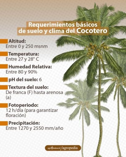 tres plantas de coco