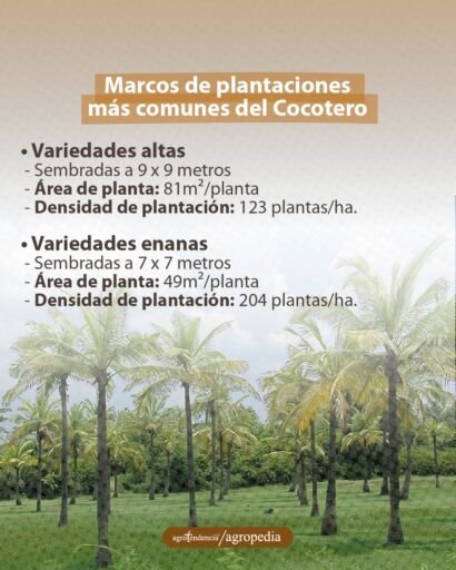 plantación de cocos