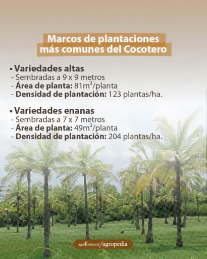 plantación de cocos