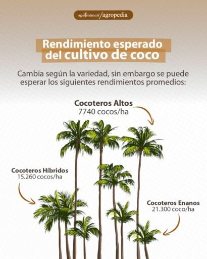 plantas de coco de diferentes tamaños