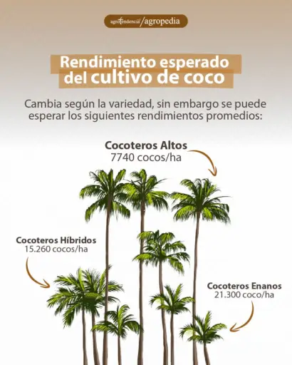 plantas de coco de diferentes tamaños