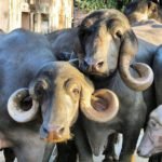 bufalos - razas de bufalos