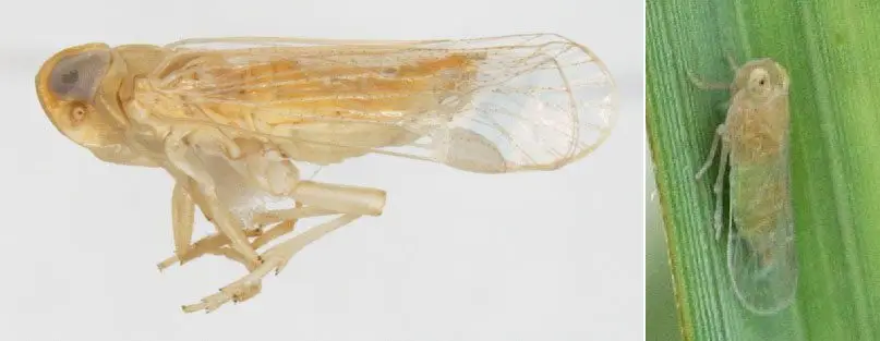 Myndus crudus 