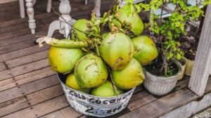 cultivo de coco - condiciones para el cultivo de coco